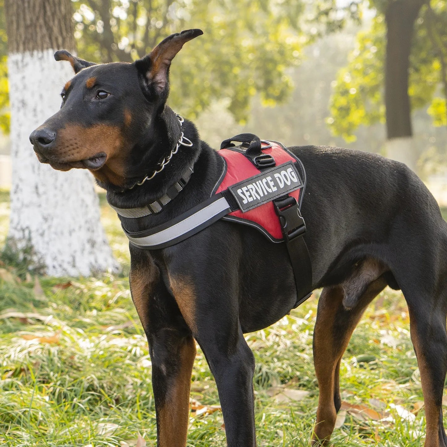 Dog Harness & Tug Belt – Chest Strap for Medium & Large Dogs | Explosion-Proof Golden Hair Bucket Design